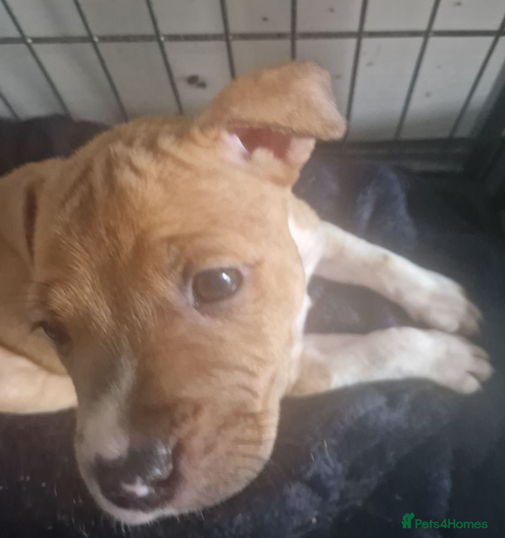Staffordshire Bull Terrier dogs Staffy pup - Advert 1