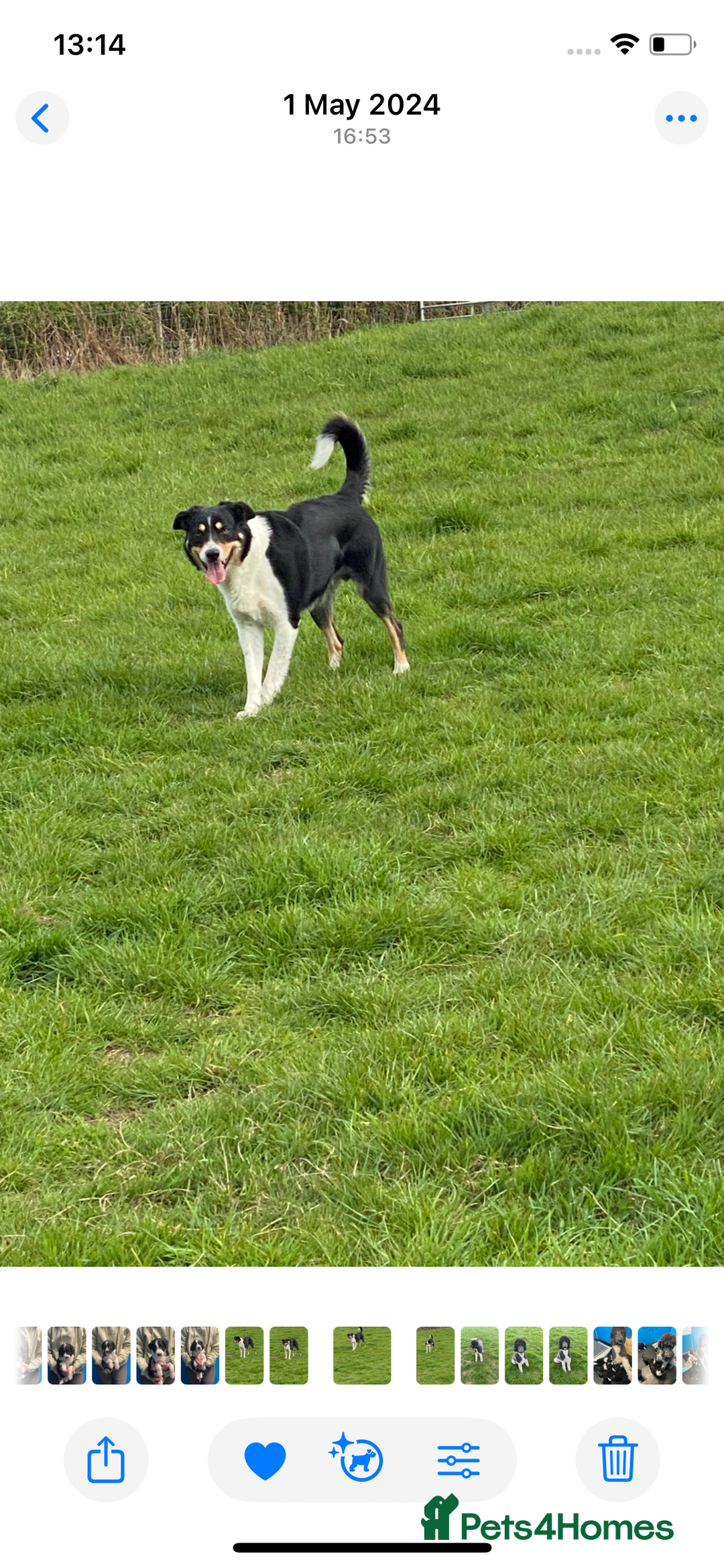 Border Collie dogs for sale: Pure border collie puppies - Advert 17