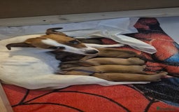 Mixed Breed dogs for sale: Jack Russel x Dachsund  - Image 5