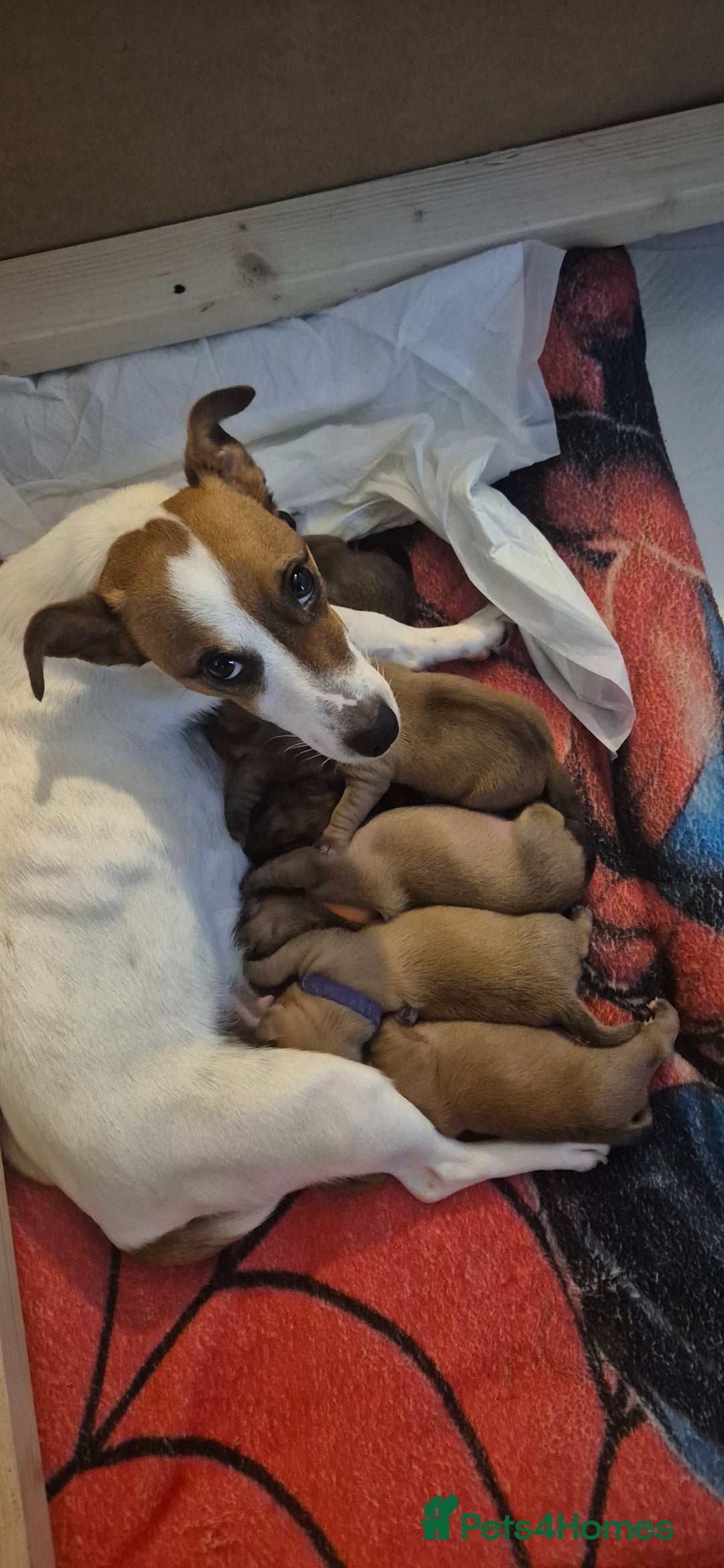 Mixed Breed dogs for sale: Jack Russel x Dachsund  - Image 5
