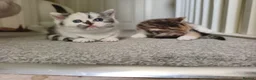 Munchkin cats for sale: Beautiful girls  - Advert 8