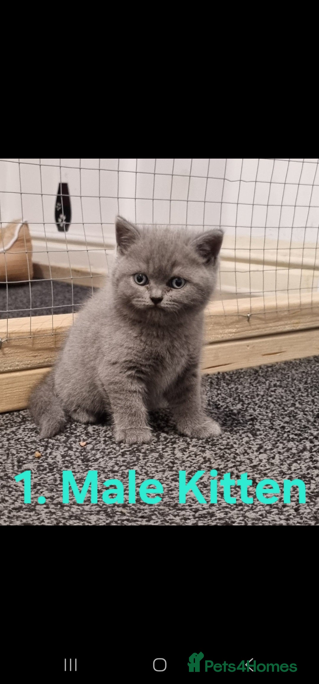 British Shorthair cats for sale: Stunning British Shorthair Kittens For Sale! - Advert 1