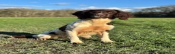 English Springer Spaniel dogs for sale: Springer Pups from FTAW with Touch of Irish Magic in Basingstoke - Advert 2