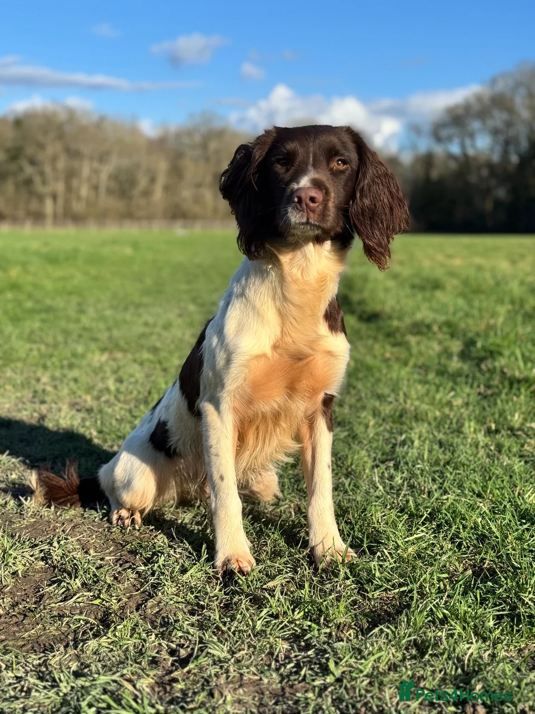 English Springer Spaniel dogs for sale: Springer Pups from FTAW with Touch of Irish Magic in Basingstoke - Advert 2