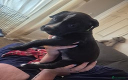 Mixed Breed dogs for sale: Litter of 7 beautiful puppies - Image 5