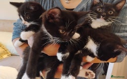 Domestic Shorthair cats for sale: 4 Playful Tuxedo Shorthair Black and White Kittens - Image 7