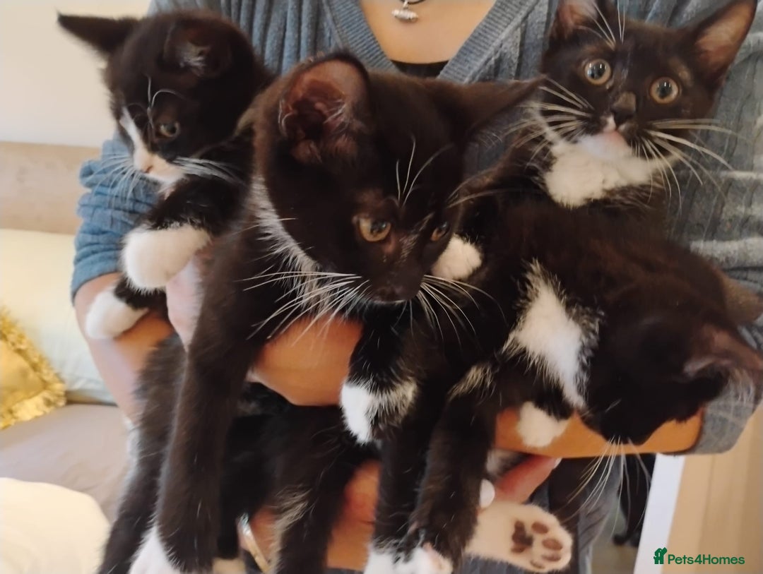 Domestic Shorthair cats for sale: 4 Playful Tuxedo Shorthair Black and White Kittens - Image 7