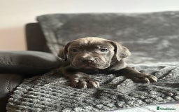 Cane Corso dogs for sale: Beautiful Cane corso Pups  - Image 10
