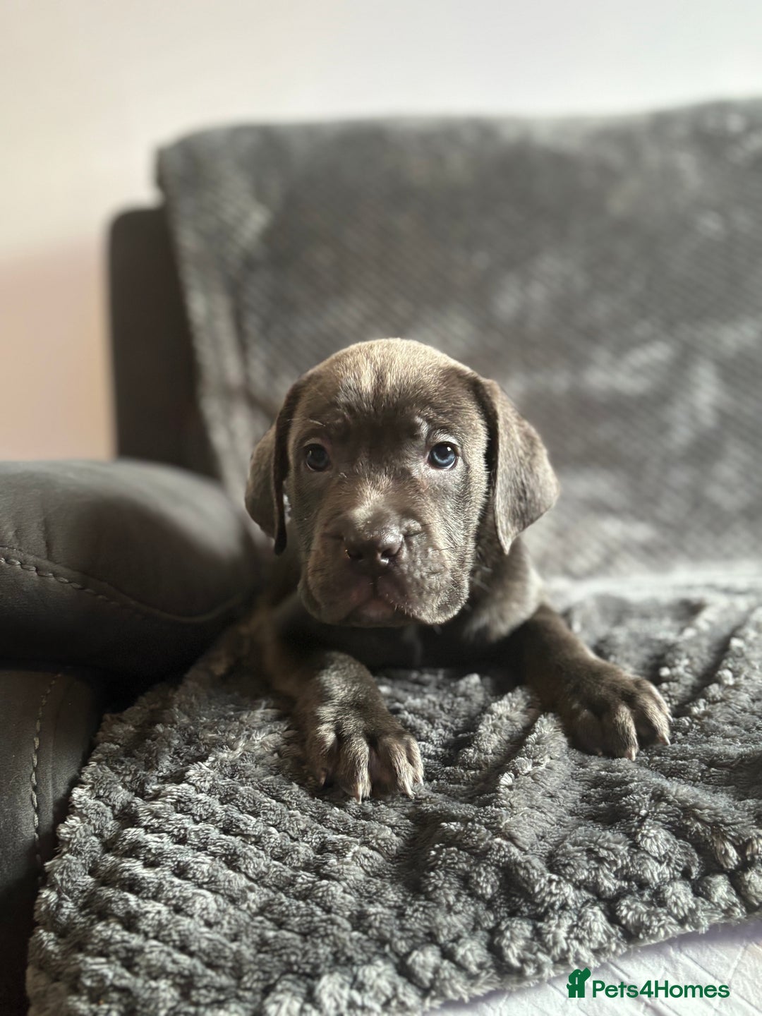 Cane Corso dogs for sale: Beautiful Cane corso Pups  - Image 10