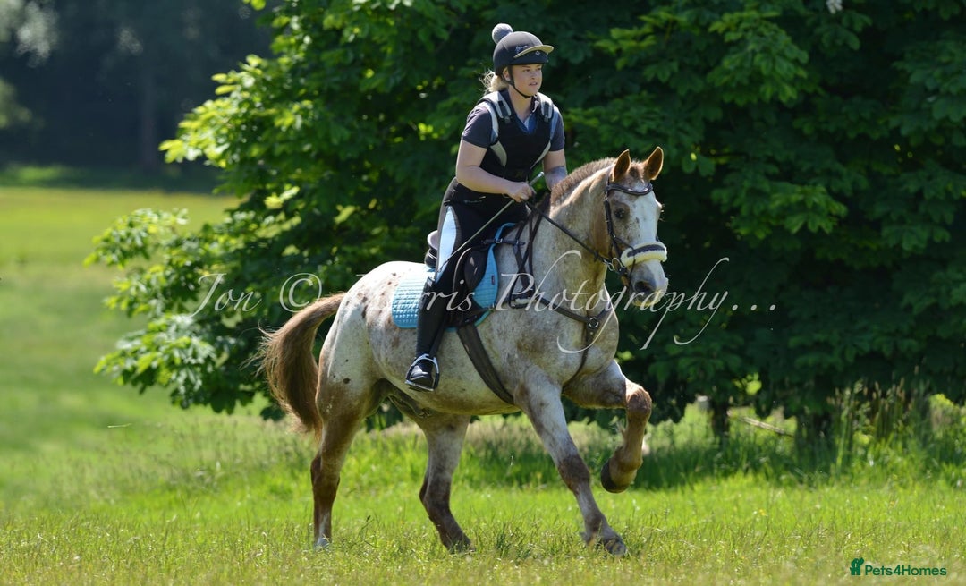 Appaloosa horses for sale: Perfect allrounder for sale - Image 20