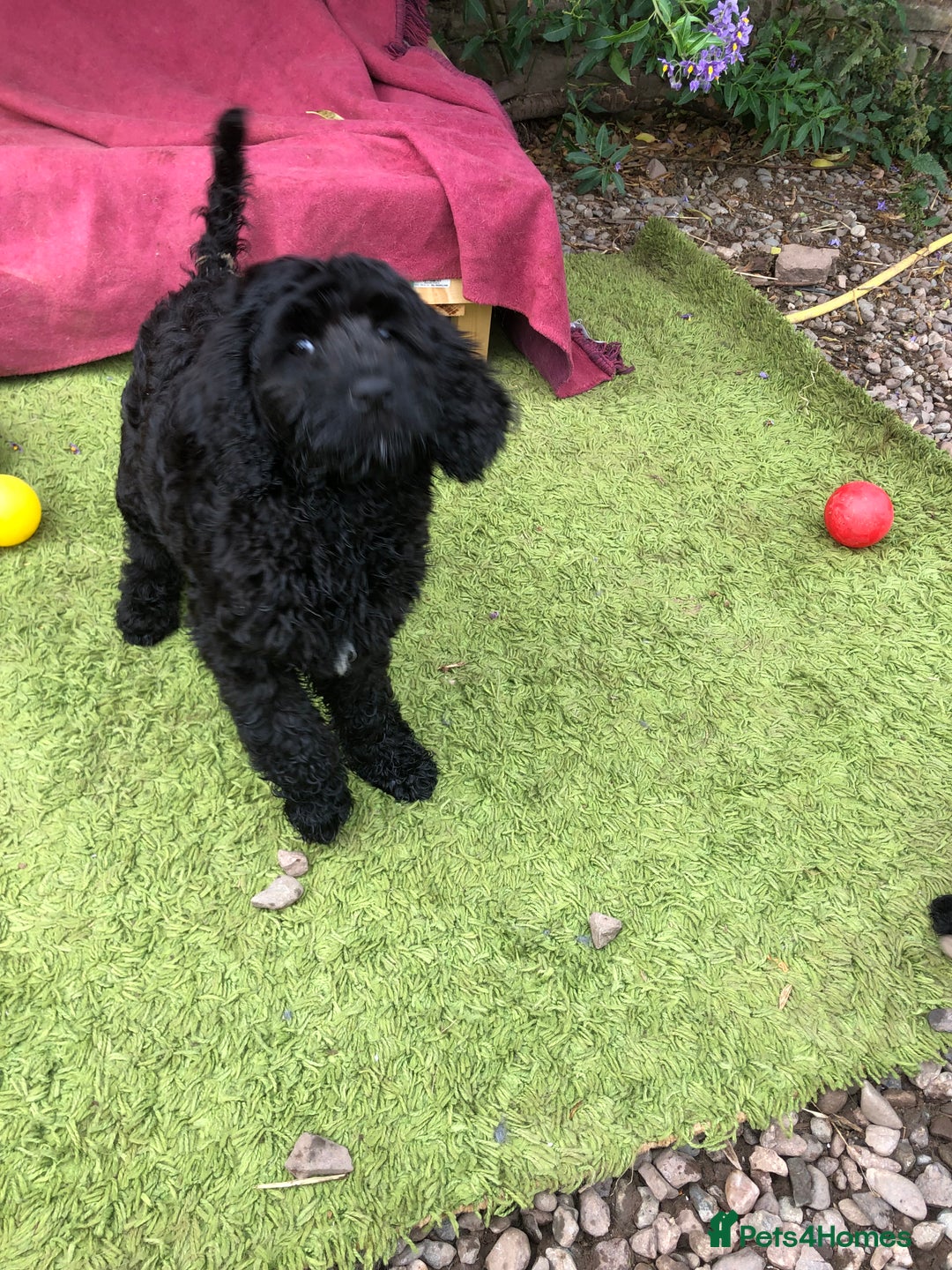 Goldendoodle dogs for sale: Golden Doodle Pups ready for their forever homes - Image 4