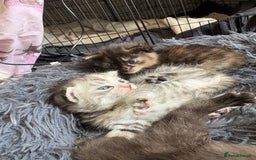 Bengal cats for sale: Beautiful half bengal kittens  - Image 31