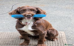 Sprocker dogs for stud: Billie the sprocker for stud - Image 4