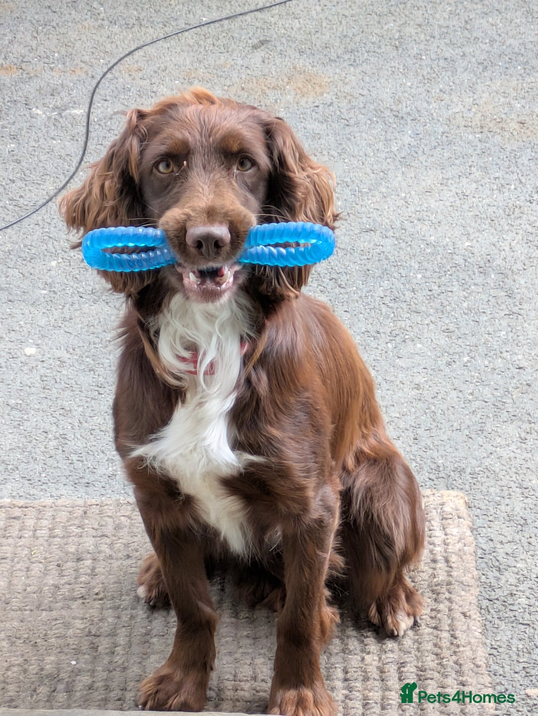 Sprocker dogs for stud: Billie the sprocker for stud - Image 4