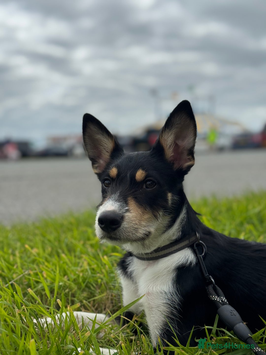 Mixed Breed dogs for sale: * REDUCED * collie x kelpie female pup  - Image 5