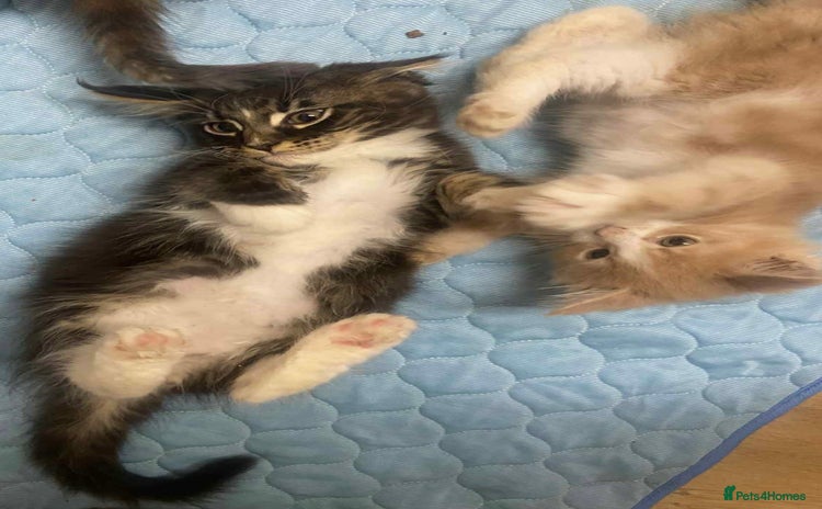 Maine Coon cats - Advert 2