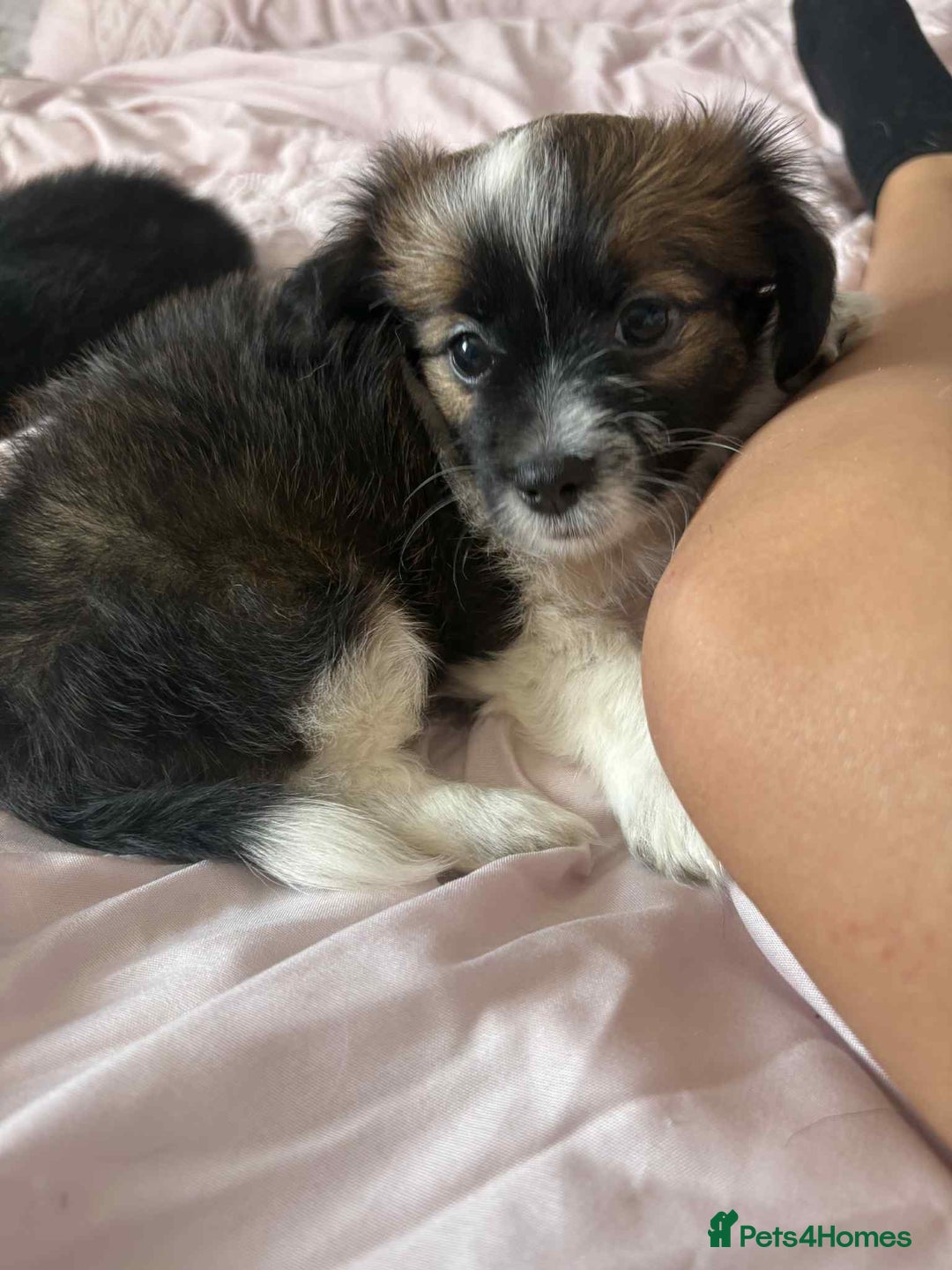 Mixed Breed dogs for sale: Mixed breed puppies for sale - Image 4