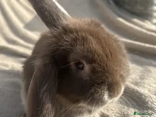 Mini Lop rabbits Beautiful mini lop rabbits - Advert 1