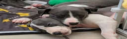 Whippet dogs for sale: The most precious! Kc wippets 🐶 boys & girls   - Advert 4
