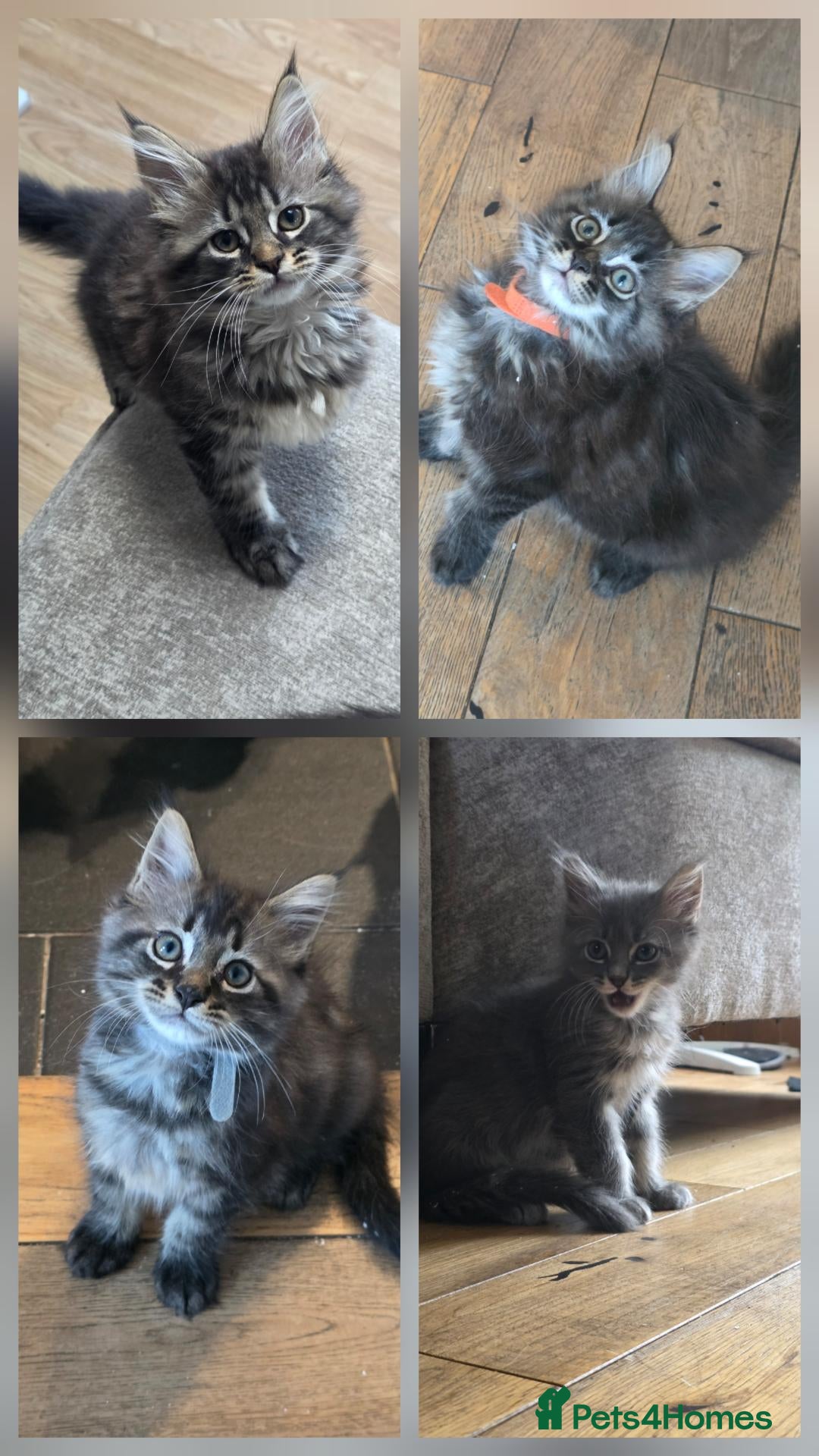 Maine Coon cats Ready now Pure breed Maine coons kittens 1g & 3b - Advert 1