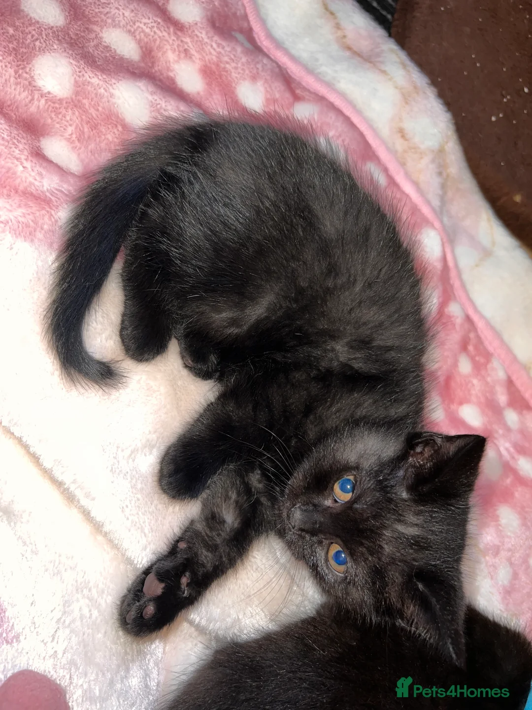 British Shorthair cats for sale: British Shorthair Kittens - Advert 9