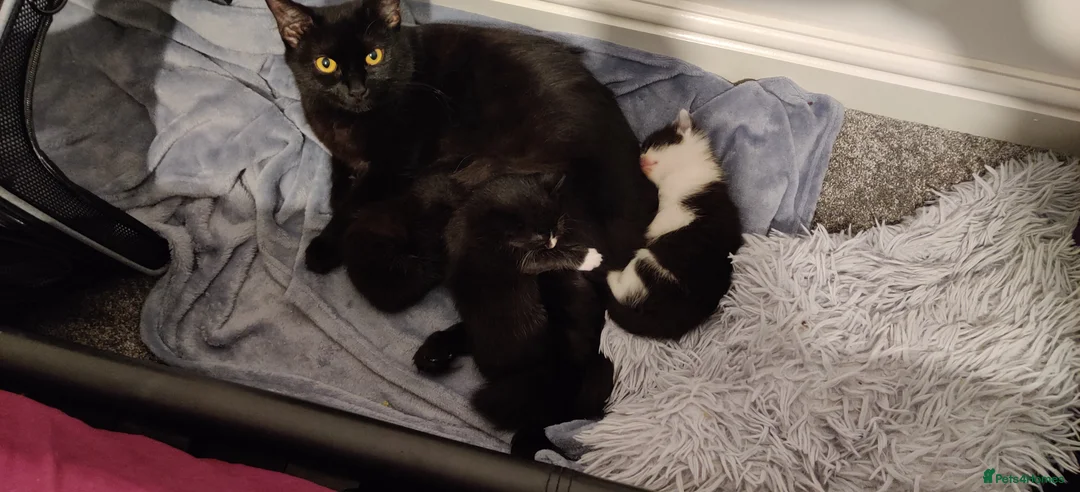 Mixed Breed cats for sale: Three Black and White Kittens - Advert 1