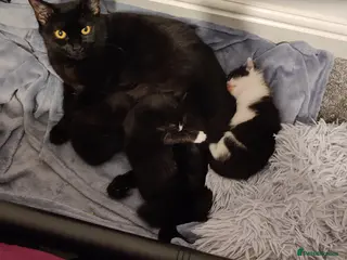 Mixed Breed cats Three Black and White Kittens - Advert 1