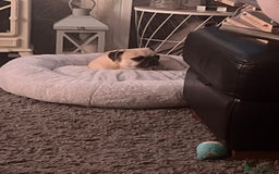 Pug dogs for sale: Female 2 year old pug for sale - Image 7