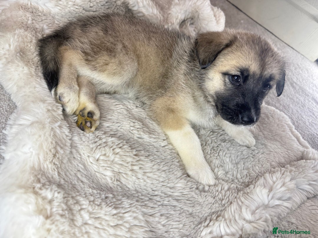Mixed Breed dogs for sale: Akita/Belgian malenute puppy’s  - Image 7