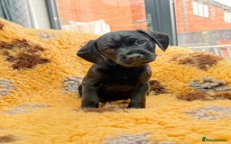 Mixed Breed dogs for sale: Border terrier x cocker spaniel puppies - Image 5