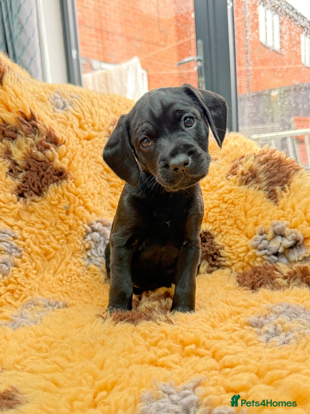 Mixed Breed dogs for sale: Border terrier x cocker spaniel puppies - Image 5