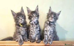 Maine Coon cats for sale: 💥Maine Coon,TICA ,CHAMPION RUSSIAN BLOODLINES💥 - Image 1