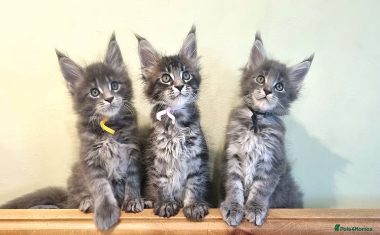Maine Coon cats - Advert 2