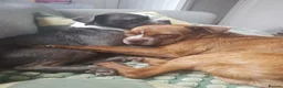 Boston Terrier dogs for sale: Boston X Puppies for sale  - Advert 12
