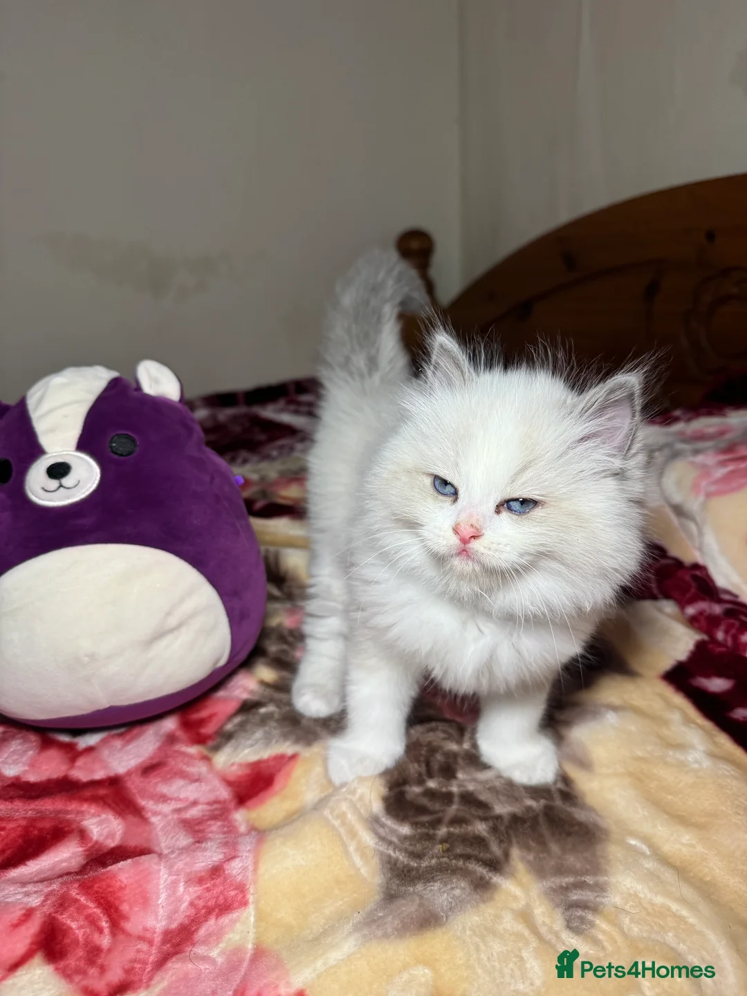 Ragdoll cats for sale: 5 Beautiful blue eyed pure ragdolls - Advert 10