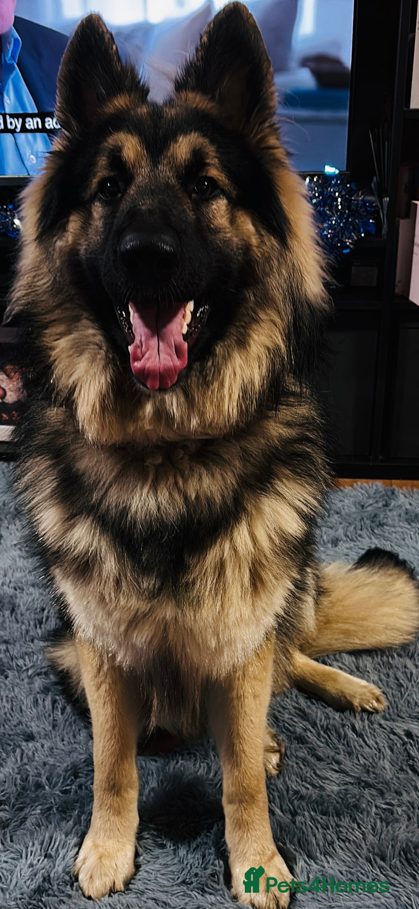 Mixed Breed dogs German shepherd x - Advert 1