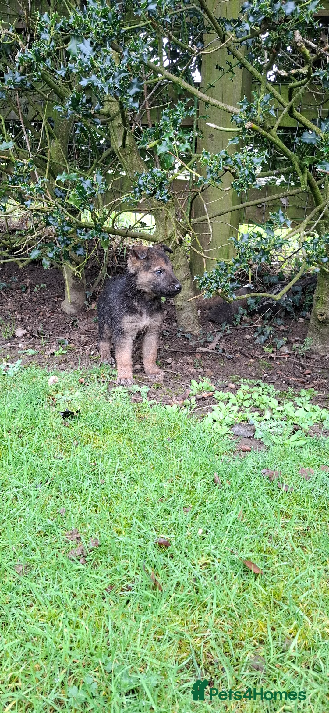 Mixed Breed dogs for sale: Beautiful Belguim Malinois puppies  - Advert 13