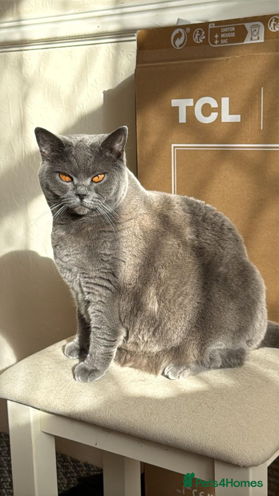 British Shorthair cats Beautiful  and lovely cat need new home - Advert 9