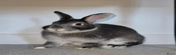 Mixed Breed rabbits for sale: Female Indoor Rabbit in Peterborough - Advert 3