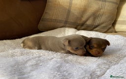 Jack Russell dogs for sale: Gorgeous Miniature Jack Russell Puppies For Sale - Image 8