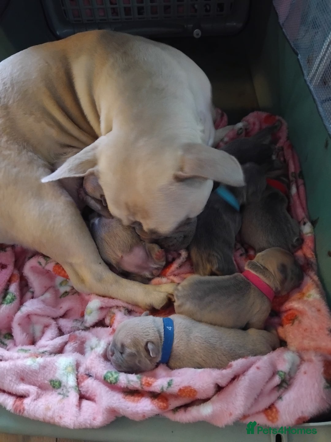 French Bulldog dogs for sale: Beautiful chunky French Bulldogs - Image 16