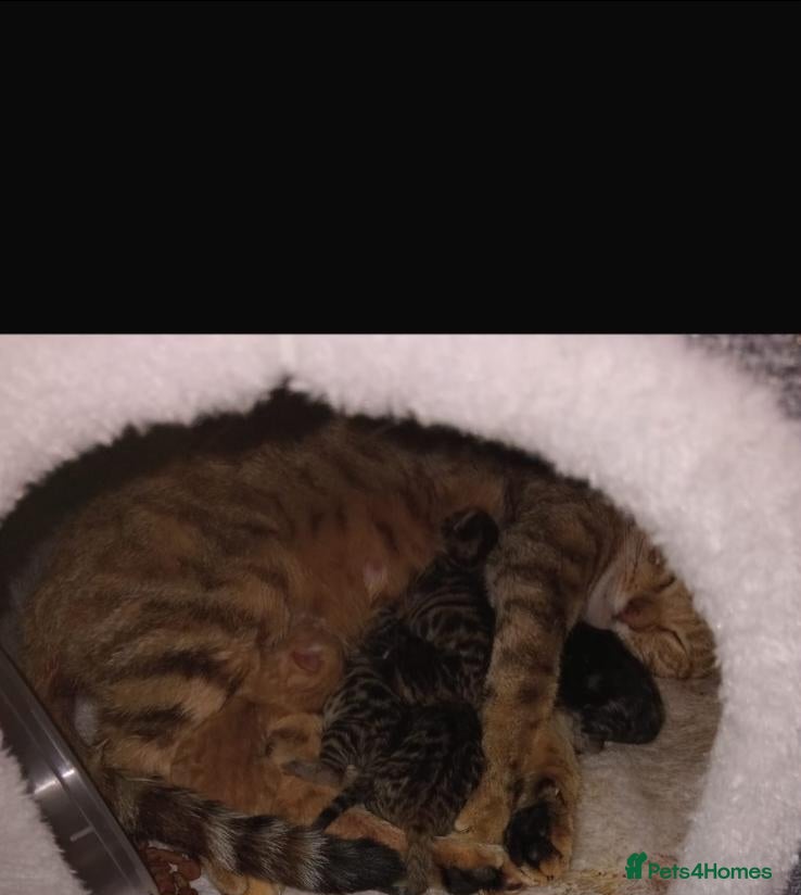 Bengal cats Mixed Bengal kittens  - Advert 18