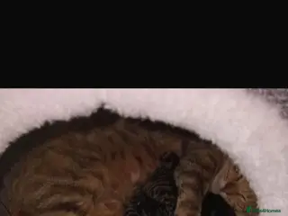 Bengal cats Mixed Bengal kittens - Advert 18