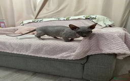 Sphynx cats for sale: Bambino blue girl  - Image 3