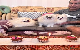 Pomeranian dogs for sale: Pomeranian for sale in Rowley Regis - Image 2