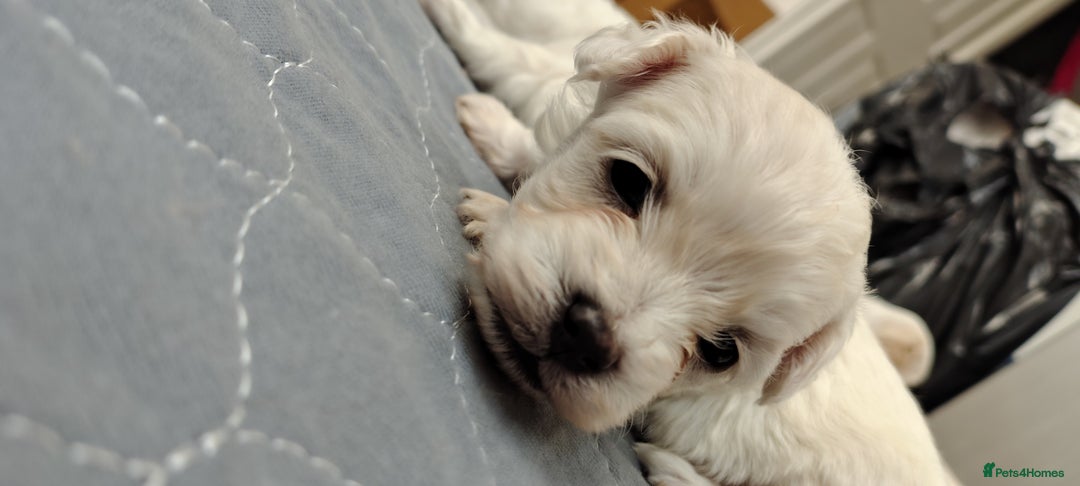 Maltipoo dogs for sale: Maltipoo  - Image 5
