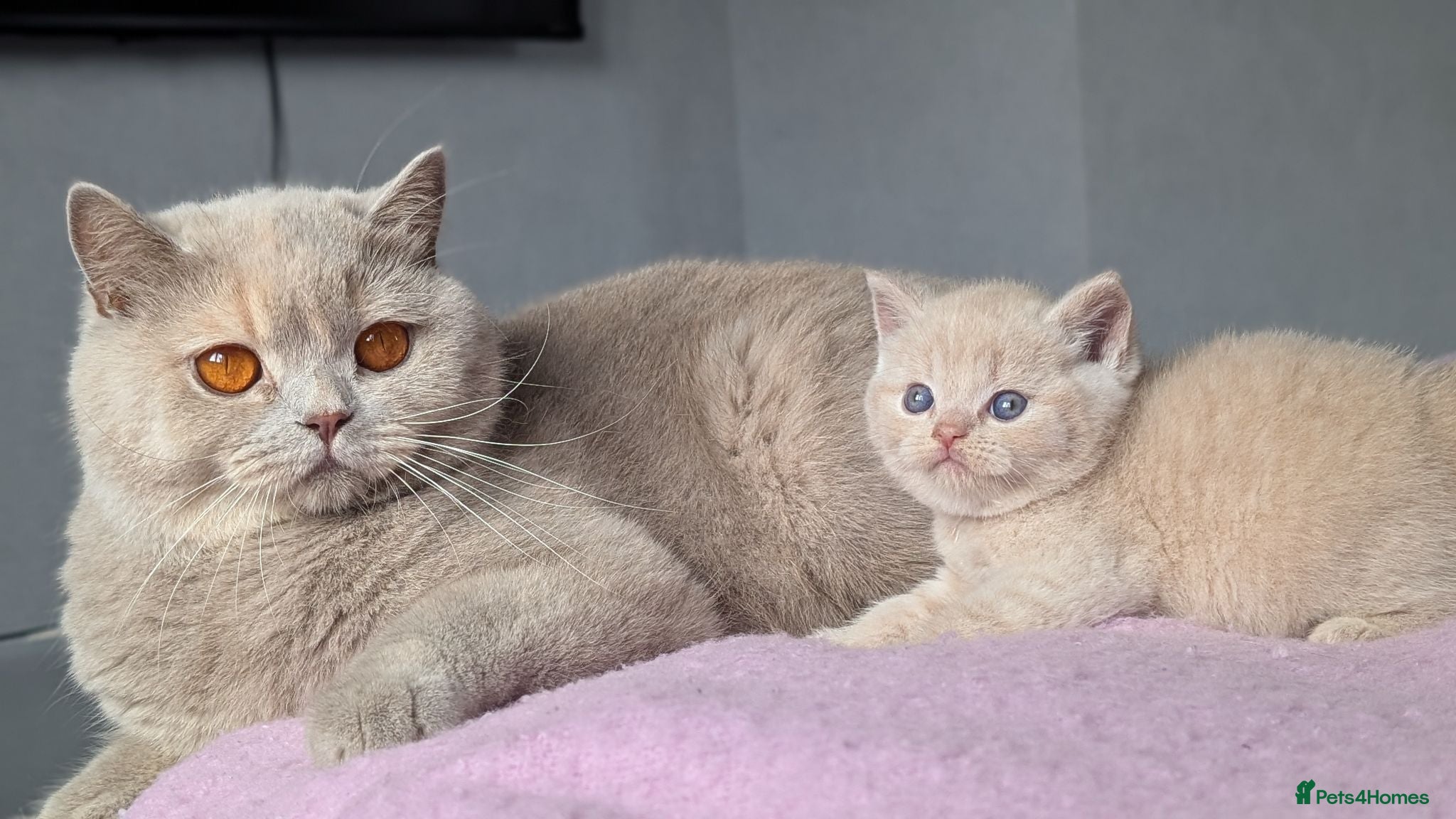 British Shorthair cats Exceptional British Shorthair kittens 🔥💥 - Advert 2