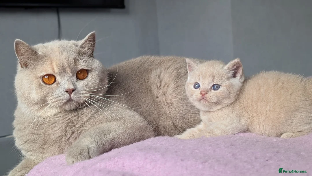 British Shorthair cats for sale: Exceptional British Shorthair kittens 🔥💥 - Advert 1