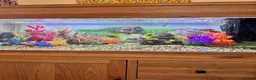 Other/Mixed Breed fish for sale: Fish tank complete  in Derby - Advert 1