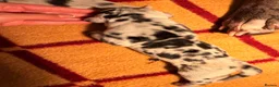 Great Dane dogs for sale: Great danes puppies - Advert 38